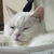ねこま