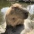 ちひろ