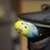 hisashi