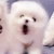 犬