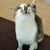 ちゃんまる