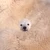 はんぺん