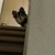ももか