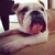 bububulldog