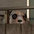 ちゃいま