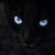 黒猫屋