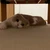 あや