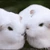 白うさ