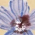shio