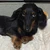 weenie.mochi