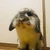 犬のようなうさぎ
