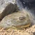 まーし