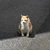 ちぃ