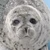 ゲンガーちゃん