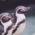 africanpenguin