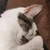 ねこむそう