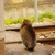 かわごう