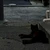_inu_hacker_