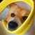 oinari-corgi