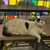 るつこ