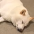 リナ