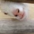 タナーカ