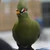 あげは