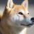 shiba