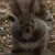 アマテラパパ