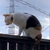 たろう
