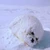 きよこ