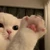 わさん