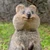 もち