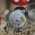 かまぼこ