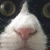 くろべこ
