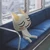 もきなこち