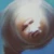 モハメド
