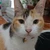 猫屋響花