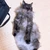 もこ