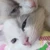 べん