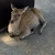 やまだ