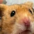 わかぞうちゃま