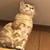 つーちゃん