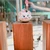 ひよこ