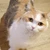 ぐるぴー