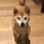 きんこり