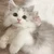 こ