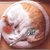 ネコカレー