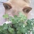 みえこ