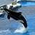 orca_sea